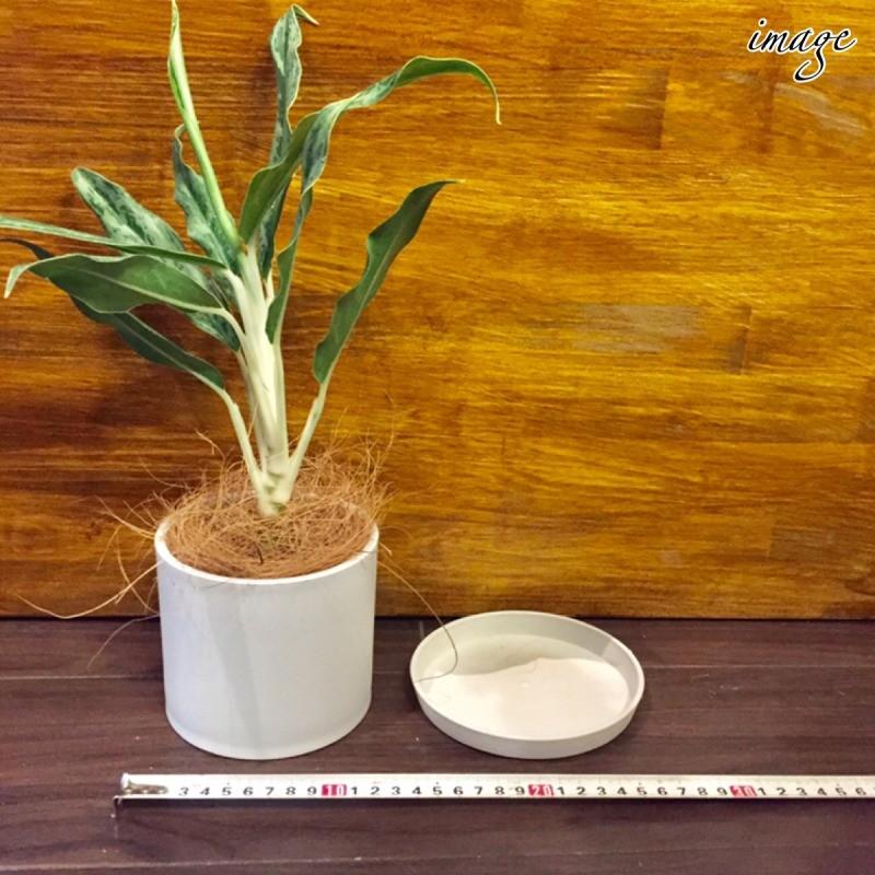 アグラオネマ Sp Sang Ngoen 観葉植物 室内 インテリア おしゃれ 小型 レオン Agraonema エアープランツ専門店b L 通販 Yahoo ショッピング