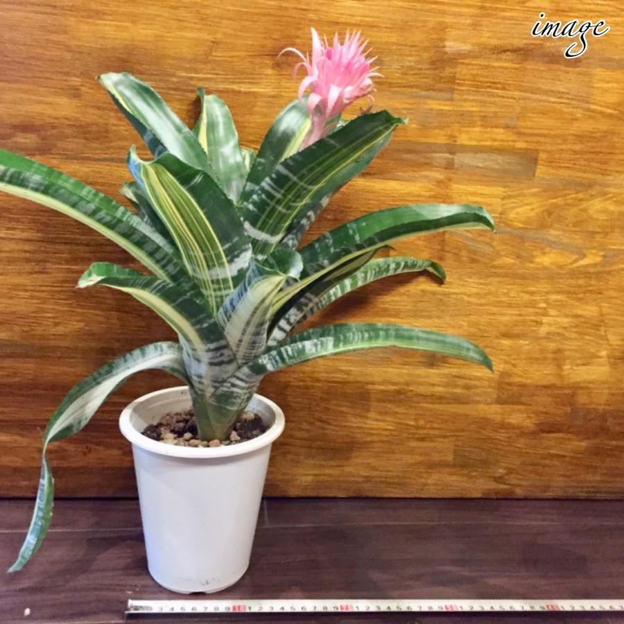 新作アイテム毎日更新 エクメア ファッシアータ 斑入り 5寸2鉢 観葉植物 Teleacv Cl