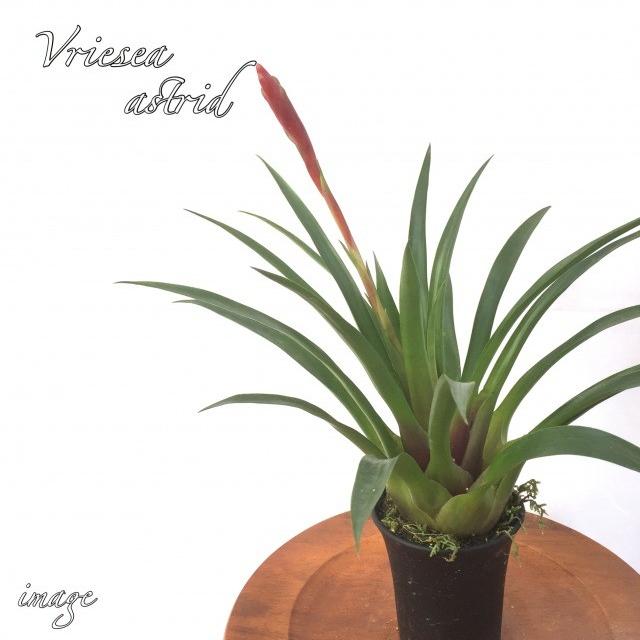 フリーセア アストリッド 観葉植物 おしゃれ 壁掛け インテリア 小型 ミニ 吊り下げ 室内 タンクブロメリア Vriesea Astrid エアープランツ専門店b L 通販 Yahoo ショッピング