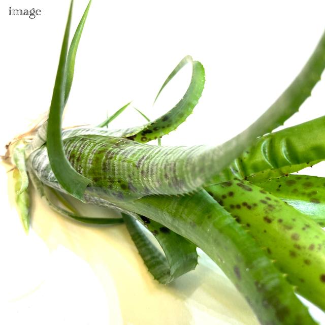 ネオレゲリア パウシフローラ カット苗 観葉植物 おしゃれ 壁掛け インテリア ミニ 小型 吊り下げ 室内 タンクブロメリア Neoregelia Pauciflora エアープランツ専門店b L 通販 Yahoo ショッピング