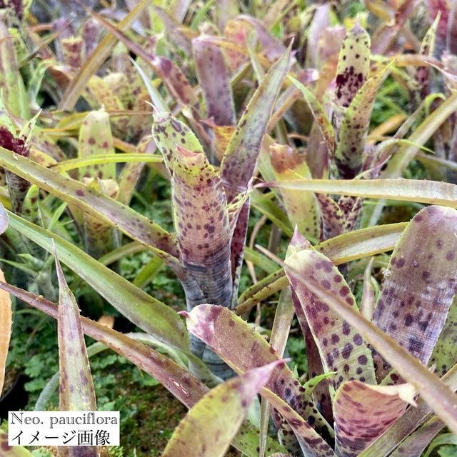 ネオレゲリア パウシフローラ カット苗 (観葉植物 おしゃれ 壁掛け