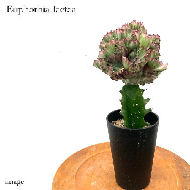 ユーフォルビア ラクティア マハラジャ 観葉植物 おしゃれ インテリア ミニ 吊り下げ 壁掛け 小型 多肉植物 クリスタータ ラクテア 帯化 綴化 Euphorbia エアープランツ専門店b L 通販 Yahoo ショッピング