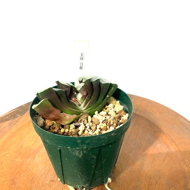 現品 ハオルチア 玉扇 白龍 No 61357 観葉植物 おしゃれ インテリア 吊り下げ 壁掛け ミニ 小型 室内 多肉植物 トルンカータ Haworthia Truncata 61357 エアープランツ専門店b L 通販 Yahoo ショッピング
