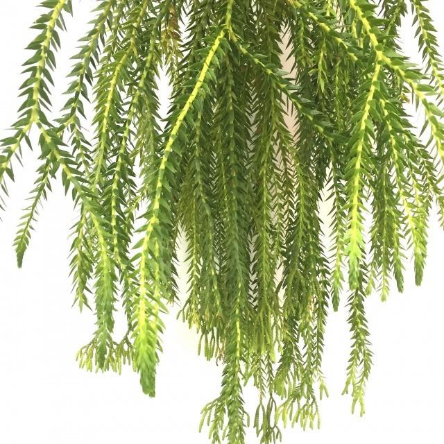 現品 フペルジア カリナータ No 観葉植物 おしゃれ 壁掛け インテリア 大型 吊り下げ 室内 リコポディウム ヒカゲノカズラ Huperzia Carinata エアープランツ専門店b L 通販 Yahoo ショッピング