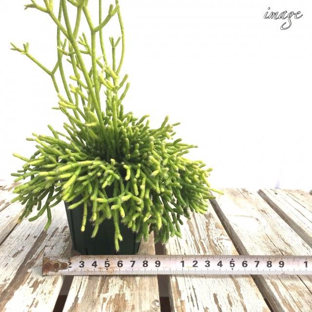 リプサリス ケレウスクラ 観葉植物 おしゃれ インテリア 吊り下げ 壁掛け 大型 室内 多肉植物 青柳 セレウスクラ Rhipsalis Cereuscula エアープランツ専門店b L 通販 Yahoo ショッピング