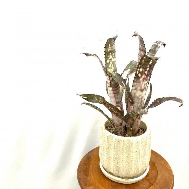 受賞店舗 現品 ビルベルギア パイプライン No 観葉植物 おしゃれ 壁掛け インテリア 大型 吊り下げ 室内 タンク ブロメリア ドミンゴスマーティンス エアープランツ専門店b L 通販 Yahoo ショッピング 宅送 Www Maxipiso Com Ar