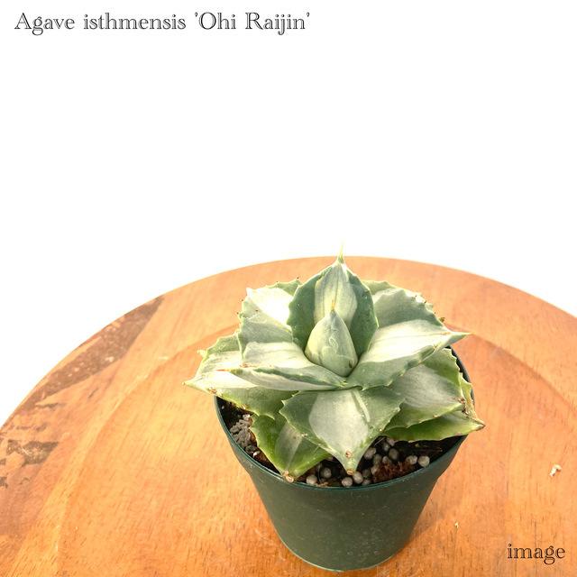 アガベ イシスメンシス 王妃雷神 白中斑 観葉植物 おしゃれ 室内 インテリア 壁掛け 大型 多肉植物 斑入り Agave Isthmensis Ohi Raijin エアープランツ専門店b L 通販 Yahoo ショッピング