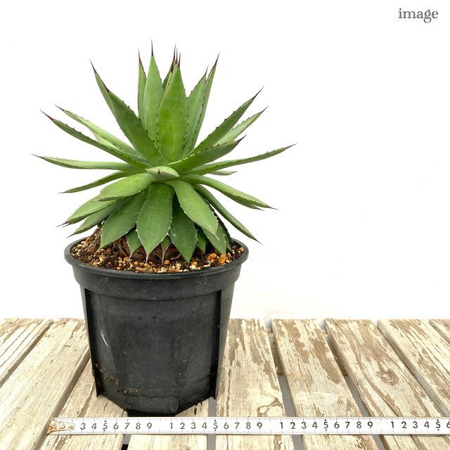 アガベ 交配種 フィリフェラ イシスメンシス 3 5寸 観葉植物 おしゃれ インテリア 吊り下げ 壁掛け ミニ 小型 大型 室内 多肉植物 Agave Hybrid エアープランツ専門店b L 通販 Yahoo ショッピング