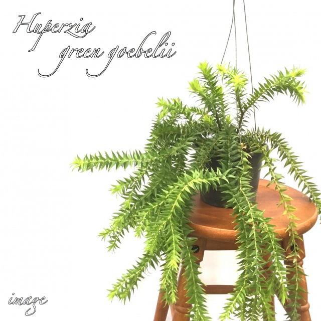フペルジア グリーンゴエベリー 観葉植物 おしゃれ 壁掛け インテリア 大型 吊り下げ 室内 リコポディウム ヒカゲノカズラ Huperzia Green Goebelii 614 エアープランツ専門店b L 通販 Yahoo ショッピング