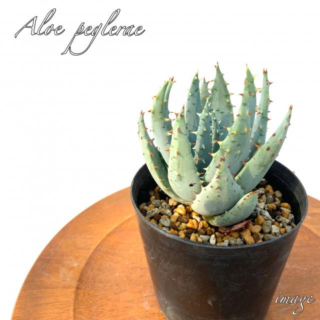 アロエ ペグレラエ 観葉植物 おしゃれ インテリア 多肉植物 小型 ミニ Aloe Peglerae エアープランツ専門店b L 通販 Yahoo ショッピング