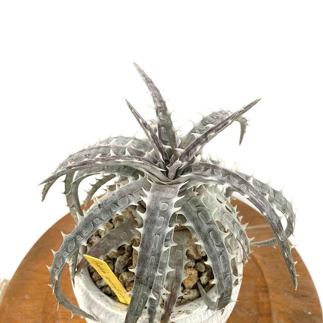 現品 ディッキア ゴエリンギー オリジナルクローン No 観葉植物 おしゃれ 壁掛け インテリア 小型 ミニ 吊り下げ 室内 Dyckia Goehringii エアープランツ専門店b L 通販 Yahoo ショッピング