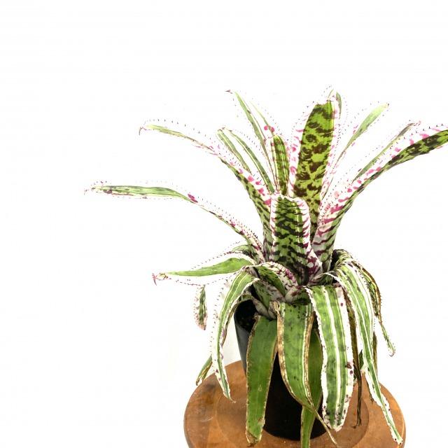 超激安 現品 エクメア オーランディアナ エンサイン No 観葉植物 おしゃれ 壁掛け インテリア 大型 吊り下げ 室内 タンク ブロメリア Aechmea エアープランツ専門店b L 通販 Yahoo ショッピング 全品送料無料 Www Iccostierovico Edu It