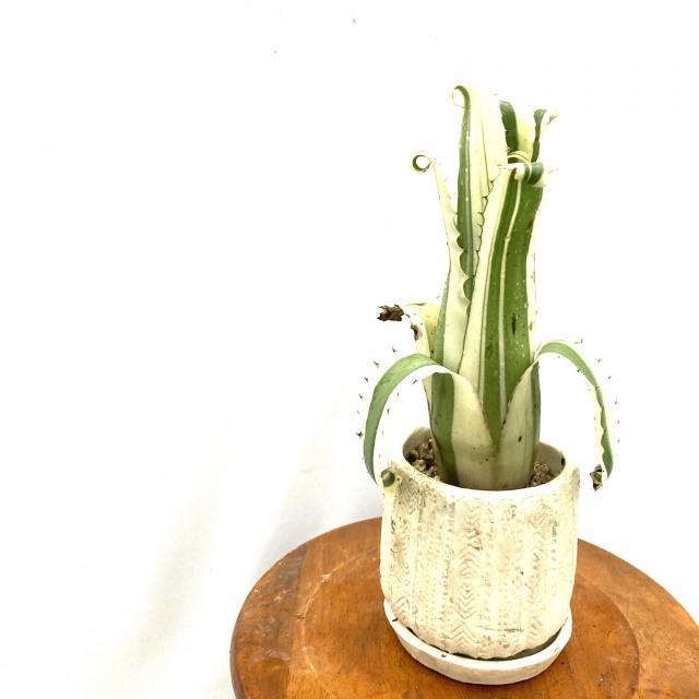 人気ブランドを 現品 ホヘンベルギア カーラ No 観葉植物 おしゃれ 壁掛け インテリア ミニ 小型 吊り下げ 室内 タンクブロメリア Hohenbergia Karla 最安 Www Maxipiso Com Ar