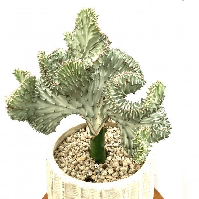 現品 ユーフォルビア ラクティア マハラジャ No 観葉植物 おしゃれ インテリア ミニ 吊り下げ 壁掛け 小型 多肉植物 クリスタータ ラクテア 帯化 エアープランツ専門店b L 通販 Yahoo ショッピング