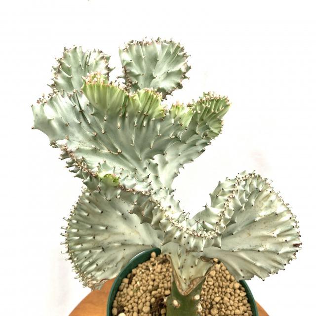 現品 ユーフォルビア ラクティア マハラジャ No 観葉植物 おしゃれ インテリア ミニ 吊り下げ 壁掛け 小型 多肉植物 クリスタータ ラクテア 帯化 エアープランツ専門店b L 通販 Yahoo ショッピング