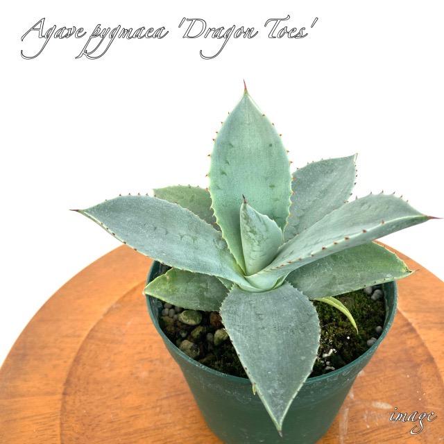 アガベ ピグマエア ドラゴントゥース 観葉植物 おしゃれ インテリア 吊り下げ 壁掛け 大型 室内 多肉植物 Agave Pygmaea Dragon Toes エアープランツ専門店b L 通販 Yahoo ショッピング