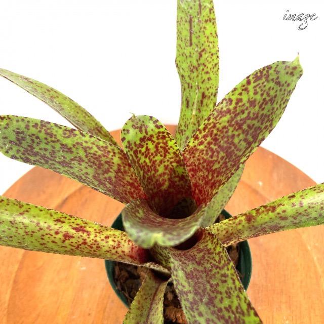 ネオレゲリア Mo ペッパープリーズ 観葉植物 おしゃれ 壁掛け インテリア 小型 ミニ 大型 吊り下げ 室内 タンクブロメリア Neoregelia Mo Pepper Please エアープランツ専門店b L 通販 Yahoo ショッピング