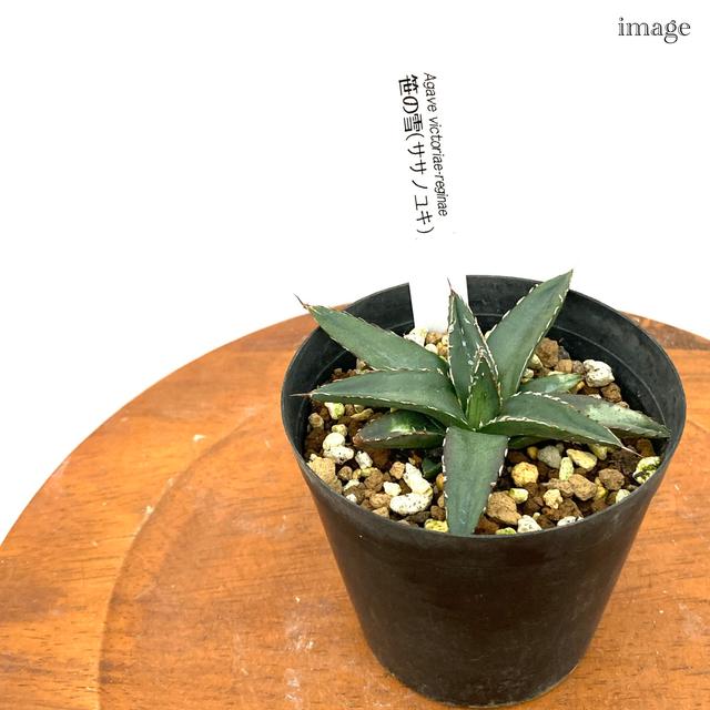 アガベ 笹の雪 3寸 観葉植物 おしゃれ インテリア 吊り下げ 壁掛け ミニ 小型 室内 多肉植物 笹雪 Agave Victoriae Resinae エアープランツ専門店b L 通販 Yahoo ショッピング