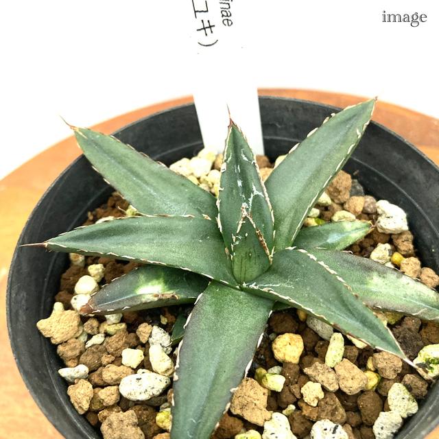 アガベ 笹の雪 3寸 観葉植物 おしゃれ インテリア 吊り下げ 壁掛け ミニ 小型 室内 多肉植物 笹雪 Agave Victoriae Resinae エアープランツ専門店b L 通販 Yahoo ショッピング