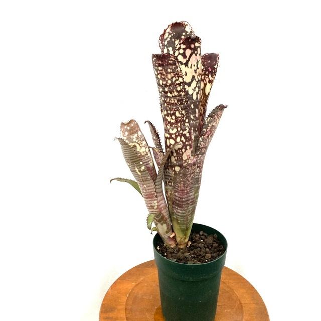 現品 ビルベルギア ノベナ No 観葉植物 おしゃれ 壁掛け インテリア 大型 吊り下げ タンクブロメリア アフターグロー ドミンゴスマーティンス エアープランツ専門店b L 通販 Yahoo ショッピング