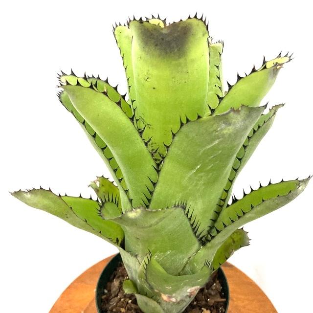 現品 ビルベルギア サンデリアナ No 観葉植物 おしゃれ 壁掛け インテリア 大型 吊り下げ 室内 タンクブロメリア Billbergia Sanderiana エアープランツ専門店b L 通販 Yahoo ショッピング