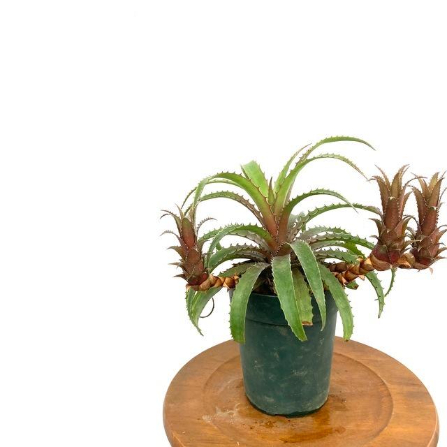 現品 ブロメリア フレミンギー No 観葉植物 おしゃれ 壁掛け インテリア 小型 ミニ 吊り下げ 室内 Bromelia Flemingii エアープランツ専門店b L 通販 Yahoo ショッピング