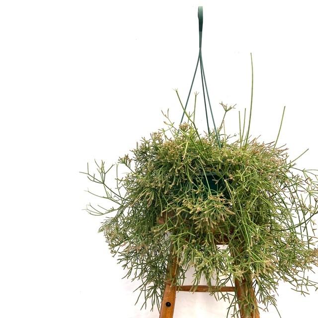 手数料安い 現品 リプサリス ピロカルパ No 観葉植物 おしゃれ インテリア 吊り下げ 壁掛け 大型 室内 多肉植物 フロストシュガー Rhipsalis Pilocarpa エアープランツ専門店b L 通販 Yahoo ショッピング 最も優遇 Pandas Com Br
