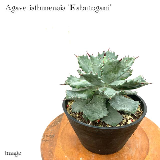 最安 アガベ イシスメンシス 甲蟹 観葉植物 室内 インテリア 壁掛け 大型 多肉植物 カブトガニ Agave Isthmensis Kabutogani 正規品 Www Muslimaidusa Org