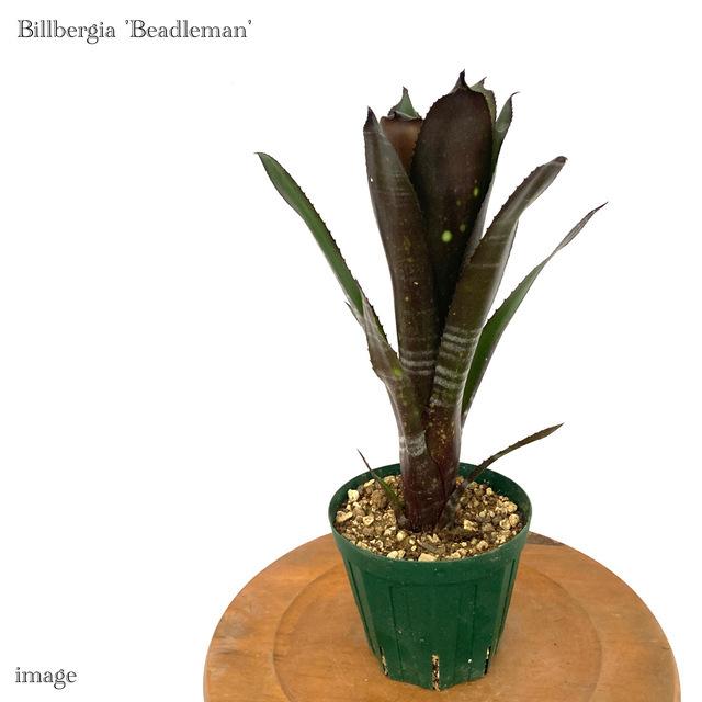 ビルベルギア ビードルマン 4寸 観葉植物 おしゃれ 壁掛け インテリア ミニ 吊り下げ 室内 タンクブロメリア ドミンゴスマーティンス ヘルファイア エアープランツ専門店b L 通販 Yahoo ショッピング