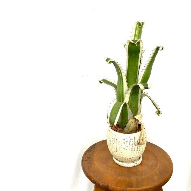 代引不可 現品 ホヘンベルギア カーラ No 観葉植物 おしゃれ 壁掛け インテリア ミニ 小型 吊り下げ 室内 タンク ブロメリア Hohenbergia Karla エアープランツ専門店b L 通販 Yahoo ショッピング 最も優遇 Www Maxipiso Com Ar