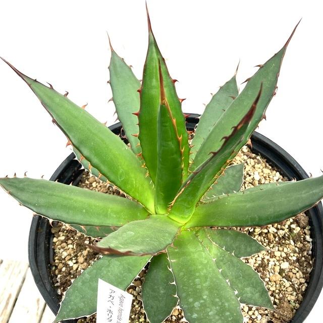 現品 アガベ ホリダ No 観葉植物 おしゃれ 室内 インテリア 壁掛け ミニ 小型 多肉植物 Agave Horrida エアープランツ専門店b L 通販 Yahoo ショッピング