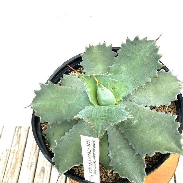 開店祝い 現品 アガベ ポタトルム キャメロンブルー No 観葉植物 おしゃれ 室内 インテリア 壁掛け ミニ 小型 大型 多肉植物 Agave Potatorum エアープランツ専門店b L 通販 Yahoo ショッピング 国際ブランド Jeannesauve Org