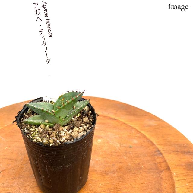 アガベ チタノタ 小苗 観葉植物 おしゃれ 室内 インテリア 壁掛け ミニ 小型 多肉植物 オテロイ Agave Titanota Oteroi エアープランツ専門店b L 通販 Yahoo ショッピング