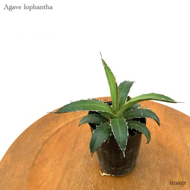 アガベ ローファンサ 2寸 観葉植物 おしゃれ 室内 インテリア 壁掛け ミニ 小型 多肉植物 ユニビッタータ Agave Lophantha Univittata エアープランツ専門店b L 通販 Yahoo ショッピング