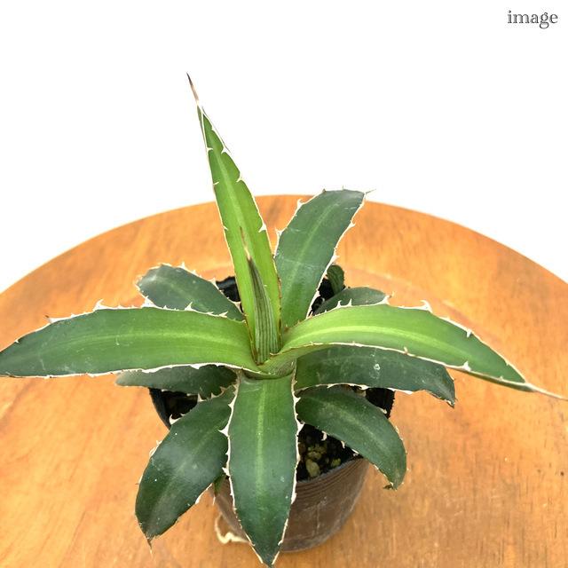 アガベ ローファンサ 2寸 観葉植物 おしゃれ 室内 インテリア 壁掛け ミニ 小型 多肉植物 ユニビッタータ Agave Lophantha Univittata エアープランツ専門店b L 通販 Yahoo ショッピング