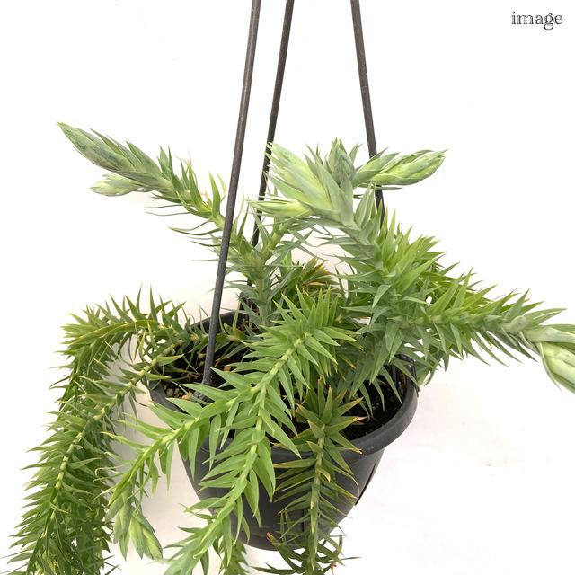 フペルジア ゴエベリー 5寸 観葉植物 おしゃれ 壁掛け インテリア 大型 吊り下げ 室内 リコポディウム ヒカゲノカズラ Huperzia Goebelii エアープランツ専門店b L 通販 Yahoo ショッピング