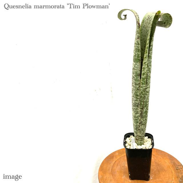 楽天 ケスネリア マルモラータ ティムプローマン 観葉植物 おしゃれ 壁掛け インテリア 小型 ミニ 大型 吊り下げ 室内 タンクブロメリア Quesnelia ポイント10倍 Tiebreak Fr