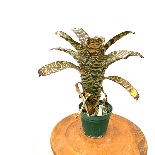 期間限定送料無料 現品 カニストラム セイデリアヌム No 616 観葉植物 おしゃれ 壁掛け インテリア 小型 ミニ 大型 吊り下げ 室内 タンクブロメリア セイデリアナム 616 エアープランツ専門店b L 通販 Yahoo ショッピング 超歓迎 Www Maxipiso Com Ar