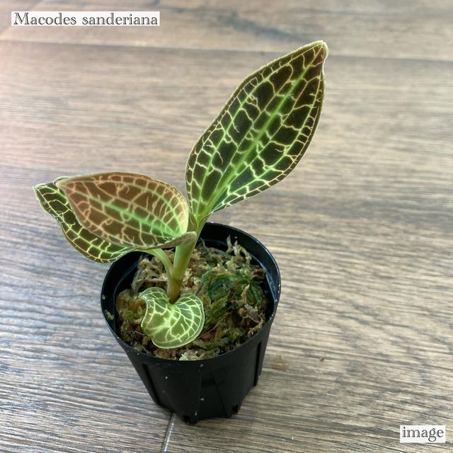 マコデス サンデリアーナ (ジュエルオーキッド 宝石蘭 観葉植物 マコデス サンデリアーナ (ジュエルオーキッド 宝石蘭 観葉植物