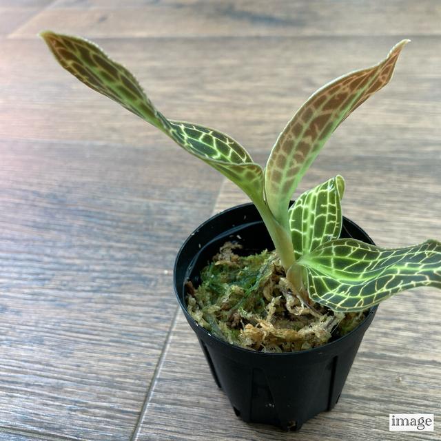 マコデス サンデリアーナ (ジュエルオーキッド 宝石蘭 観葉植物