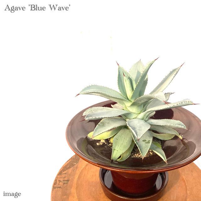 アガベ ブルーウェーブ 観葉植物 おしゃれ 室内 インテリア 壁掛け ミニ 小型 大型 多肉植物 コロラータ セルシーノバ Agave Blue Wave エアープランツ専門店b L 通販 Yahoo ショッピング