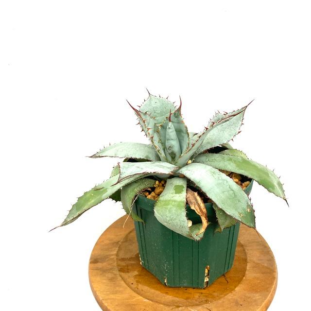 アガベ グアダラハラナ レオン 5寸 観葉植物 おしゃれ 室内 インテリア 壁掛け ミニ 小型 大型 多肉植物 Agave Guadalajarana Leon エアープランツ専門店b L 通販 Yahoo ショッピング