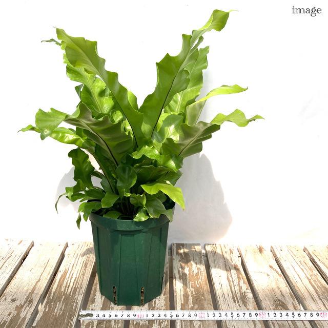 アスプレニウム ニダス アビス 5寸スリット鉢 観葉植物 おしゃれ 壁掛け インテリア 大型 吊り下げ 室内 シマオオタニワタリ Asplenium Nidus Cv Avis エアープランツ専門店b L 通販 Yahoo ショッピング