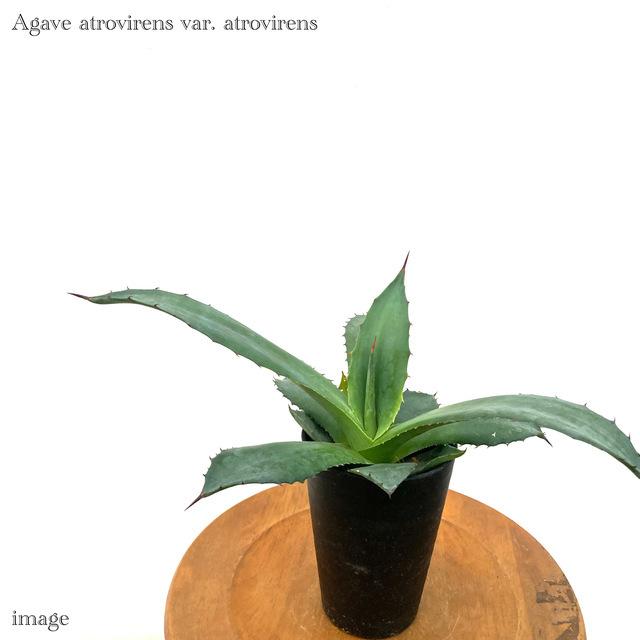 アガベ 最新最全の アトロビレンス 3寸 観葉植物 おしゃれ 室内 インテリア 多肉植物 大型 var. 最初の 壁掛け atrovirens Agave