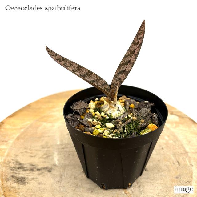 オエセオクラデス スパツリフェラ 3寸 観葉植物 蘭 洋蘭 インテリア おしゃれ 地生ラン ミニ 小型 室内 壁掛け 吊り下げ 蛇皮蘭 Oeceoclades Spathulifera 616 エアープランツ専門店b L 通販 Yahoo ショッピング