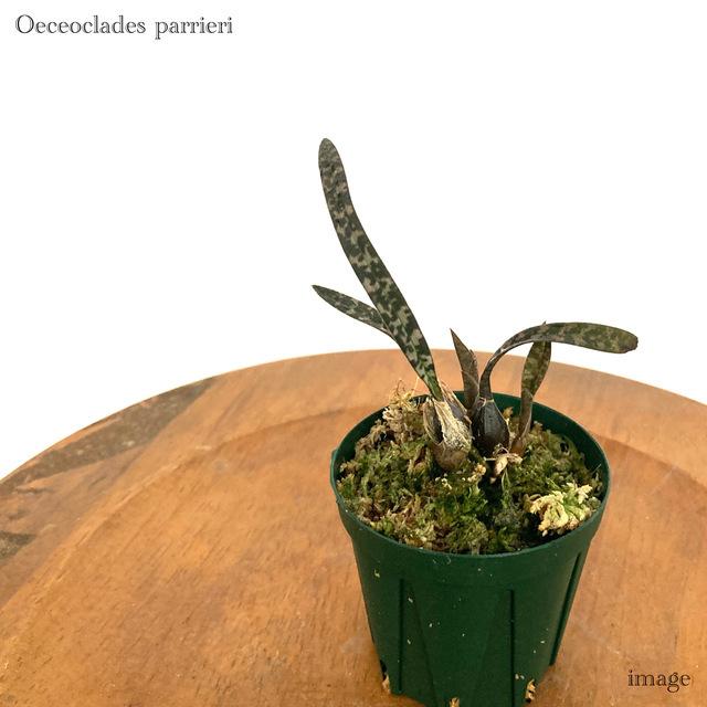 オエセオクラデス ペリエリ 観葉植物 蘭 洋蘭 インテリア おしゃれ 地生ラン ミニ 小型 室内 壁掛け 吊り下げ 蛇皮蘭 Oeceoclades Perrieri エアープランツ専門店b L 通販 Yahoo ショッピング