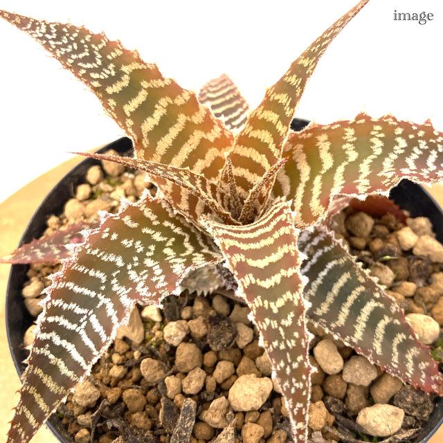 オルソフィツム グルケニー 4寸 (観葉植物 おしゃれ 壁掛け インテリア