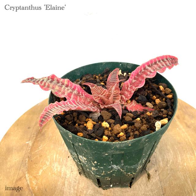 クリプタンサス フォステリアヌス 'エレーヌ' (観葉植物 おしゃれ
