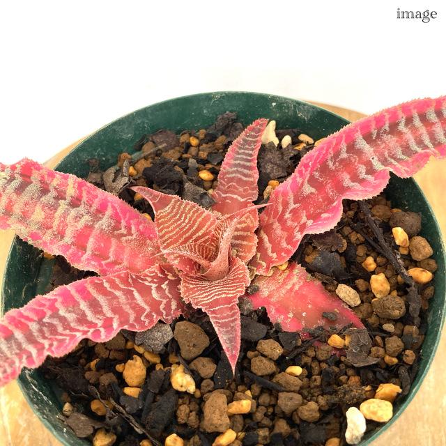 クリプタンサス フォステリアヌス 'エレーヌ' (観葉植物 おしゃれ
