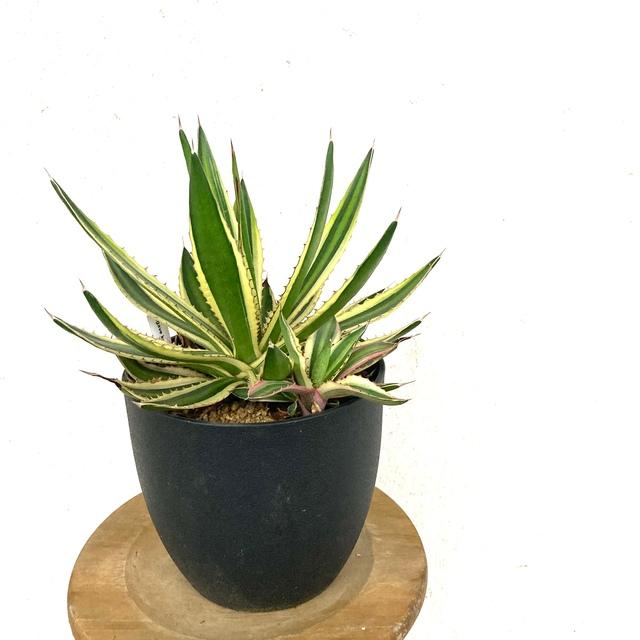アガベ 五色万代 4寸 観葉植物 おしゃれ 室内 インテリア 壁掛け ミニ 小型 大型 多肉植物 Agave Lophantha F Variegated エアープランツ専門店b L 通販 Yahoo ショッピング
